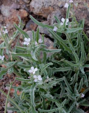 Fotografia 6 da espécie Matthiola parviflora no Jardim Botânico UTAD