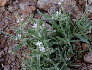 Fotografia da espécie Matthiola parviflora