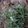 Fotografia 6 da espécie Matthiola parviflora do Jardim Botânico UTAD