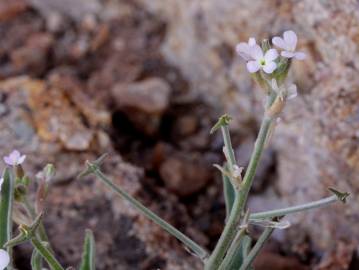 Fotografia da espécie Matthiola parviflora