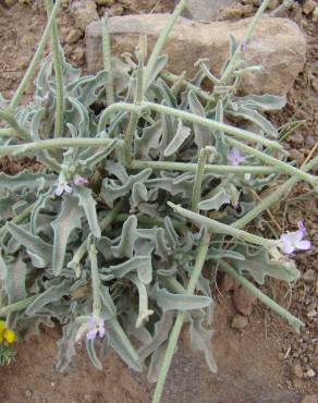 Fotografia 8 da espécie Matthiola parviflora no Jardim Botânico UTAD