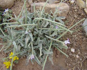 Fotografia da espécie Matthiola parviflora