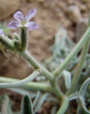 Fotografia 9 da espécie Matthiola parviflora no Jardim Botânico UTAD