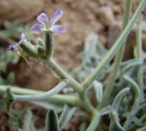 Fotografia da espécie Matthiola parviflora