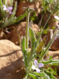 Fotografia da espécie Matthiola parviflora