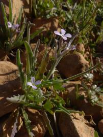 Fotografia da espécie Matthiola parviflora