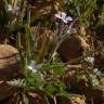 Fotografia 11 da espécie Matthiola parviflora do Jardim Botânico UTAD