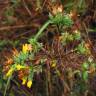 Fotografia 4 da espécie Genista berberidea do Jardim Botânico UTAD