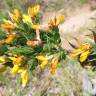 Fotografia 6 da espécie Genista berberidea do Jardim Botânico UTAD