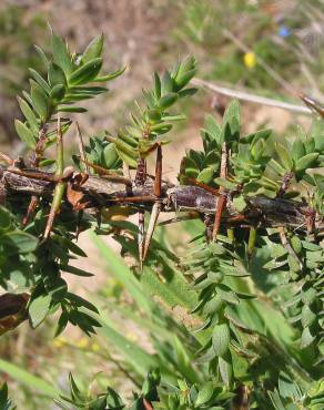 Fotografia 8 da espécie Genista berberidea no Jardim Botânico UTAD