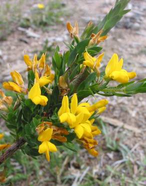 Fotografia 1 da espécie Genista berberidea no Jardim Botânico UTAD