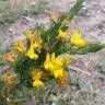 Fotografia 1 da espécie Genista berberidea do Jardim Botânico UTAD