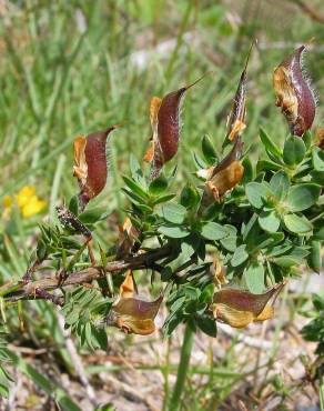 Fotografia 10 da espécie Genista berberidea no Jardim Botânico UTAD