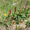 Fotografia 10 da espécie Genista berberidea do Jardim Botânico UTAD