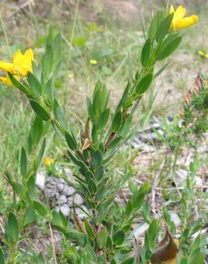 Fotografia 11 da espécie Genista berberidea no Jardim Botânico UTAD