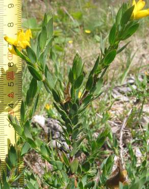 Fotografia 14 da espécie Genista berberidea no Jardim Botânico UTAD