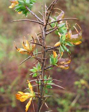 Fotografia 15 da espécie Genista berberidea no Jardim Botânico UTAD