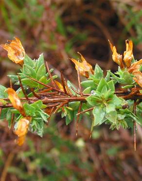 Fotografia 18 da espécie Genista berberidea no Jardim Botânico UTAD