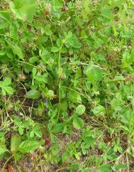 Trifolium cernuum