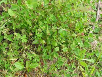 Fotografia da espécie Trifolium cernuum