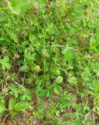 Fotografia de capa Trifolium cernuum - do Jardim Botânico