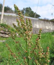 Fotografia da espécie Rumex acetosa subesp. acetosa