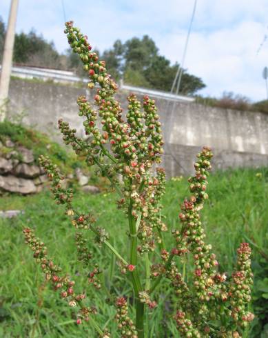 Fotografia de capa Rumex acetosa subesp. acetosa - do Jardim Botânico