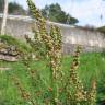 Fotografia 1 da espécie Rumex acetosa subesp. acetosa do Jardim Botânico UTAD