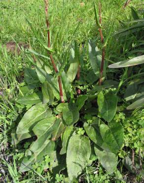 Fotografia 3 da espécie Rumex acetosa subesp. acetosa no Jardim Botânico UTAD