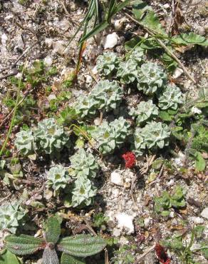 Fotografia 4 da espécie Evax pygmaea subesp. ramosissima no Jardim Botânico UTAD