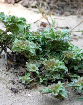 Fotografia 5 da espécie Evax pygmaea subesp. ramosissima no Jardim Botânico UTAD