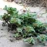 Fotografia 5 da espécie Evax pygmaea subesp. ramosissima do Jardim Botânico UTAD