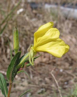 Fotografia 1 da espécie Oenothera stricta subesp. stricta no Jardim Botânico UTAD