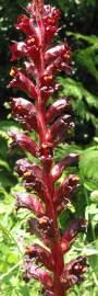 Fotografia da espécie Orobanche foetida