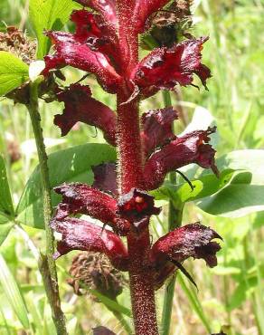 Fotografia 4 da espécie Orobanche foetida no Jardim Botânico UTAD