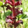 Fotografia 4 da espécie Orobanche foetida do Jardim Botânico UTAD