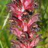 Fotografia 1 da espécie Orobanche foetida do Jardim Botânico UTAD