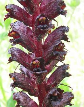 Fotografia 5 da espécie Orobanche foetida no Jardim Botânico UTAD