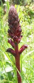 Fotografia da espécie Orobanche foetida