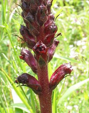 Fotografia 6 da espécie Orobanche foetida no Jardim Botânico UTAD