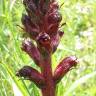 Fotografia 6 da espécie Orobanche foetida do Jardim Botânico UTAD