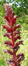 Fotografia da espécie Orobanche foetida