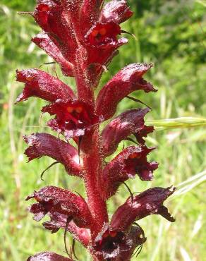 Fotografia 7 da espécie Orobanche foetida no Jardim Botânico UTAD