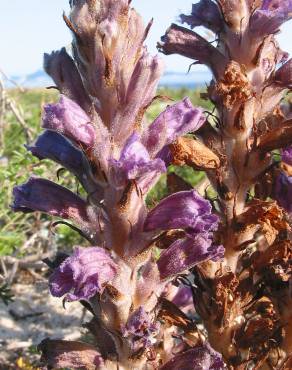 Fotografia 1 da espécie Orobanche arenaria no Jardim Botânico UTAD