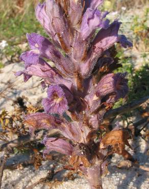 Fotografia 4 da espécie Orobanche arenaria no Jardim Botânico UTAD