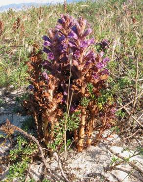 Fotografia 5 da espécie Orobanche arenaria no Jardim Botânico UTAD