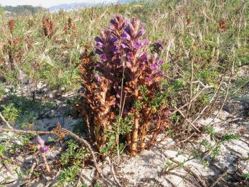 Fotografia da espécie Orobanche arenaria