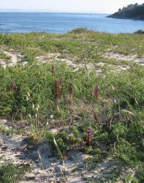 Fotografia 6 da espécie Orobanche arenaria no Jardim Botânico UTAD