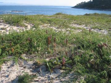 Fotografia da espécie Orobanche arenaria