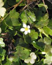 Fotografia da espécie Ranunculus omiophyllus